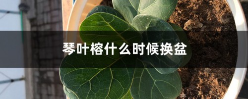 琴叶榕什么时候换盆