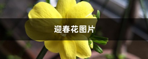 迎春花图片（形态特征和养护方法简介）