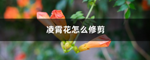 凌霄花怎么修剪，是常绿植物吗