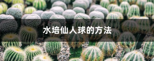 水培仙人球的方法