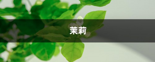 茉莉铜钱草…半死不活，就是欠收拾，狠心剪2刀，1个月爆盆！