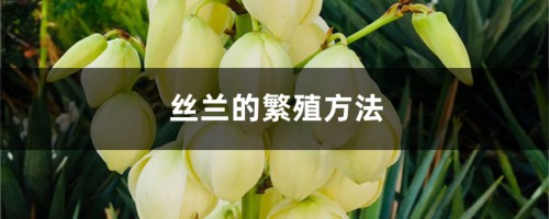 丝兰的繁殖方法