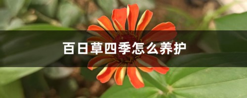 百日草四季怎么养护